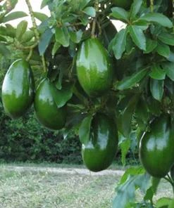 Avocado 'Choquette', Persia americana Tree , Grafted in 3 Gallons Pot, No Ship HI - Image 1