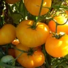 Azoychka Russian Heirloom Tomato Seeds - Deep Yellow, 20 Seed Pack, Indeterminate - Image 1