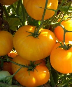 Azoychka Russian Heirloom Tomato Seeds - Deep Yellow, 20 Seed Pack, Indeterminate - Image 1