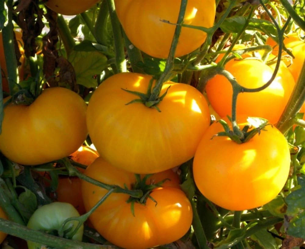 Azoychka Russian Heirloom Tomato Seeds - Deep Yellow, 20 Seed Pack, Indeterminate - Image 1