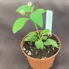 Aztec Sweet Herb Live Plant - Lippia Dulcis - Intensely Sweet Leaves - 3" Pot - Image 1