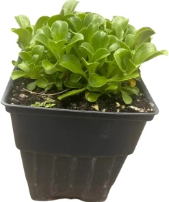 Babies Breath Mouse Ear Live Plant - Gypsophila cerastioides - Quart Pot - Image 2