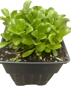 Babies Breath Mouse Ear Live Plant - Gypsophila cerastioides - Quart Pot - Image 3