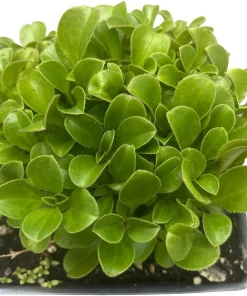 Babies Breath Mouse Ear Live Plant - Gypsophila cerastioides - Quart Pot - Image 4