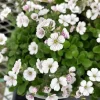Babies Breath Mouse Ear Live Plant - Gypsophila cerastioides - Quart Pot - Image 1
