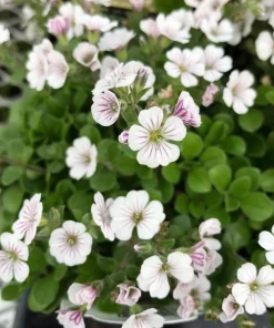 Babies Breath Mouse Ear Live Plant - Gypsophila cerastioides - Quart Pot - Image 1