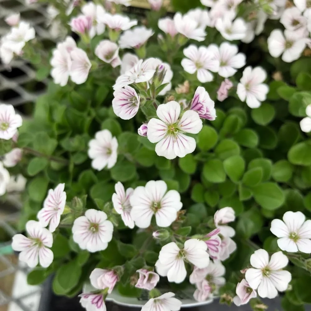 Babies Breath Mouse Ear Live Plant - Gypsophila cerastioides - Quart Pot - Image 1