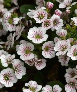 Babies Breath Mouse Ear Live Plant - Gypsophila cerastioides - Quart Pot - Image 5
