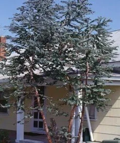 Baby Blue Eucalyptus Tree Herb Seeds - 20 Count Packet for Garden & Floral - Image 2