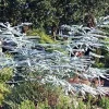 Baby Blue Eucalyptus Tree Herb Seeds - 20 Count Packet for Garden & Floral - Image 1