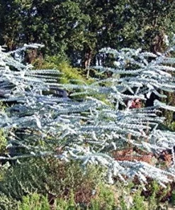 Baby Blue Eucalyptus Tree Herb Seeds - 20 Count Packet for Garden & Floral - Image 1