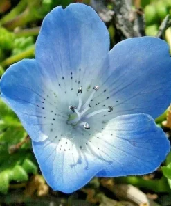 Baby Blue Eyes Seeds - 1000+ Count - Wildflower Groundcover - Drought Tolerant - Outdoor - Image 2