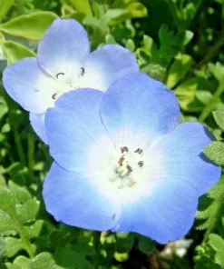 Baby Blue Eyes Seeds - 1000+ Count - Wildflower Groundcover - Drought Tolerant - Outdoor - Image 3