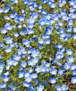 Baby Blue Eyes Seeds - 1000+ Count - Wildflower Groundcover - Drought Tolerant - Outdoor - Image 4