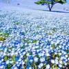 Baby Blue Eyes Seeds - 1000+ Count - Wildflower Groundcover - Drought Tolerant - Outdoor - Image 1