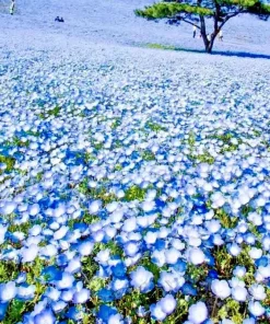 Baby Blue Eyes Seeds - 1000+ Count - Wildflower Groundcover - Drought Tolerant - Outdoor - Image 1
