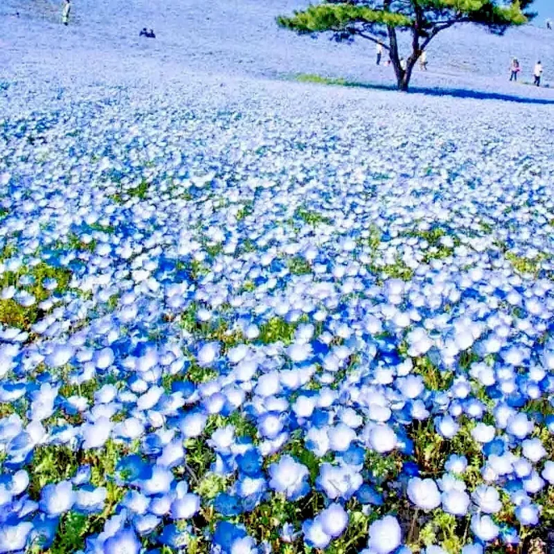 Baby Blue Eyes Seeds - 1000+ Count - Wildflower Groundcover - Drought Tolerant - Outdoor - Image 1