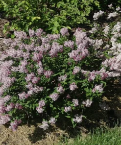 Baby Kim Lilac Live Plant – Dwarf Shrub – Fragrant Purple Blooms – 4" Pot - Image 2