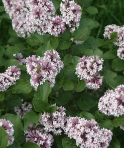Baby Kim Lilac Live Plant – Dwarf Shrub – Fragrant Purple Blooms – 4