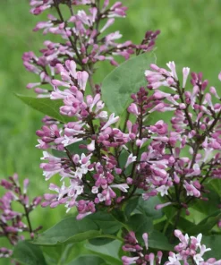 Baby Kim Lilac Live Plant – Dwarf Shrub – Fragrant Purple Blooms – 4