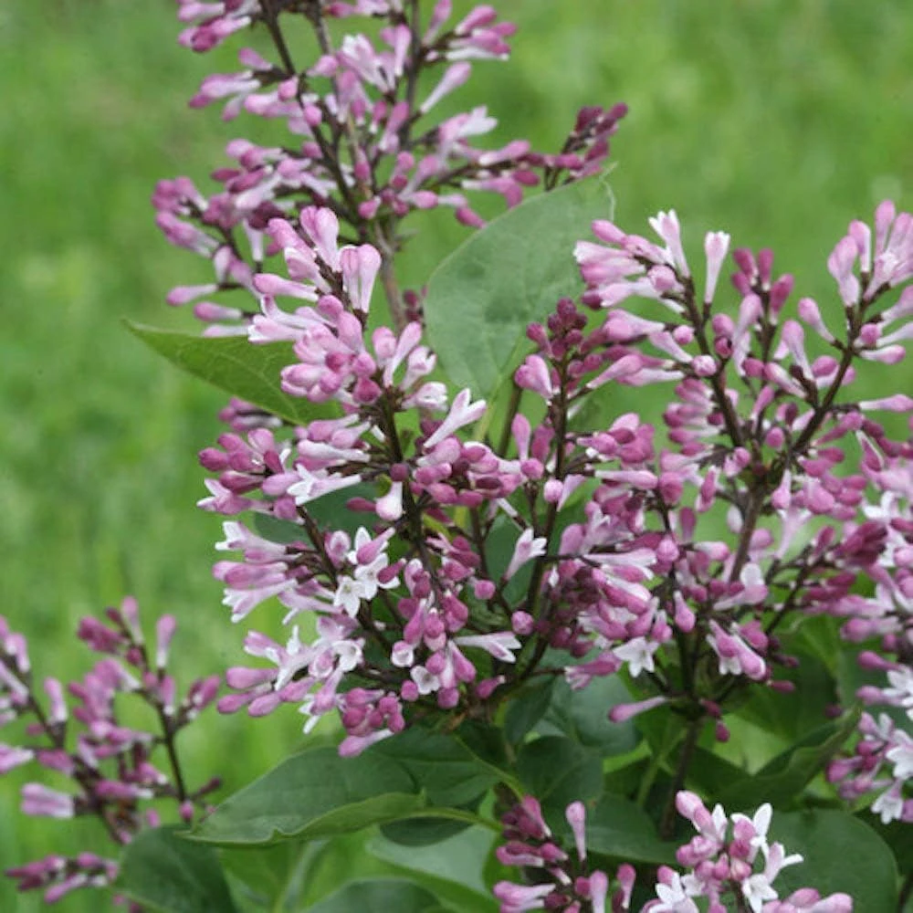 Baby Kim Lilac Live Plant – Dwarf Shrub – Fragrant Purple Blooms – 4" Pot - Image 1