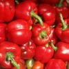 Baby Red Pepper Seeds - 20 Miniature Bell Seeds - Sweet Capsicum Annuum - Image 1