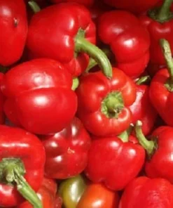 Baby Red Pepper Seeds - 20 Miniature Bell Seeds - Sweet Capsicum Annuum - Image 1