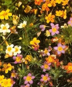 Baby Stars 50 Seeds - French Hybrid Annual Flower Seeds - Easy Grow - Image 2