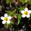 Baby Stars 50 Seeds - French Hybrid Annual Flower Seeds - Easy Grow - Image 1