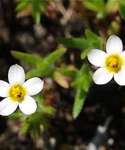 Baby Stars 50 Seeds - French Hybrid Annual Flower Seeds - Easy Grow - Image 1