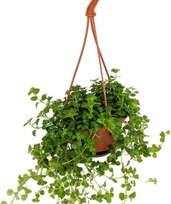 Baby Tears Pilea depressa Live Plant – 4
