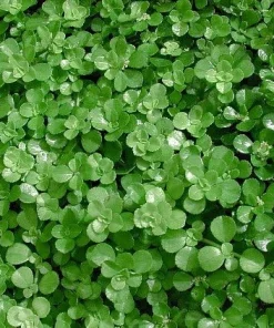 Baby Tears Pilea depressa Live Plant – 4