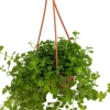 Baby Tears Pilea depressa Live Plant – 4" Mini Hanging Basket – Indoor - Image 1
