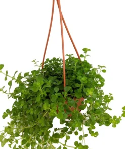 Baby Tears Pilea depressa Live Plant – 4