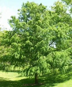 Bald Cypress Tree Live Plant – 18-24 inch Tall – Quart Pot – Outdoor - Image 2