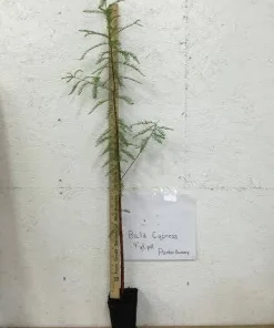 Bald Cypress Tree Live Plant – 18-24 inch Tall – Quart Pot – Outdoor - Image 3