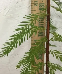 Bald Cypress Tree Live Plant – 18-24 inch Tall – Quart Pot – Outdoor - Image 4
