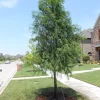 Bald Cypress Tree Live Plant – 18-24 inch Tall – Quart Pot – Outdoor - Image 1