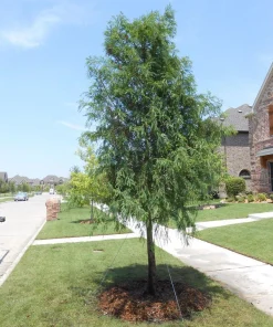 Bald Cypress Tree Live Plant – 18-24 inch Tall – Quart Pot – Outdoor - Image 1