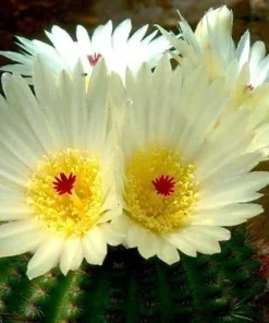 Ball Cactus Mix Seeds - 15 Notocactus Seeds, Easy to Grow Houseplant - Image 2