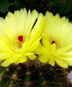 Ball Cactus Mix Seeds - 15 Notocactus Seeds, Easy to Grow Houseplant - Image 3