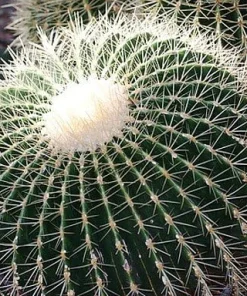 Ball Cactus Mix Seeds - 15 Notocactus Seeds, Easy to Grow Houseplant - Image 4
