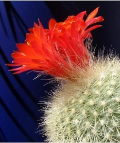 Ball Cactus Mix Seeds - 15 Notocactus Seeds, Easy to Grow Houseplant - Image 5