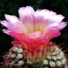 Ball Cactus Mix Seeds - 15 Notocactus Seeds, Easy to Grow Houseplant - Image 1