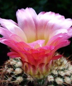 Ball Cactus Mix Seeds - 15 Notocactus Seeds, Easy to Grow Houseplant - Image 1