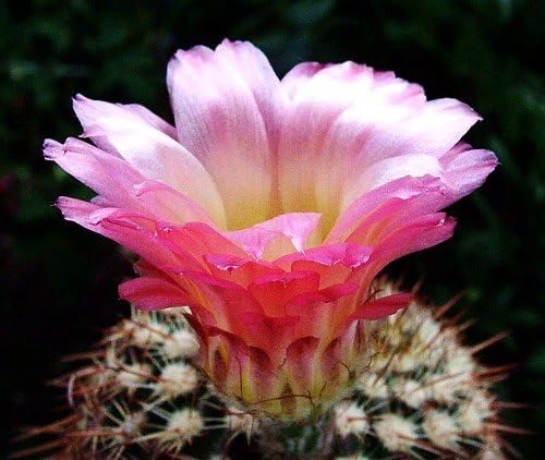 Ball Cactus Mix Seeds - 15 Notocactus Seeds, Easy to Grow Houseplant - Image 1
