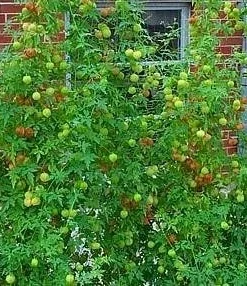 Balloon Vine Seeds - Love in a Puff - 25 Seeds - Cardiospermum halicacabum - Image 2