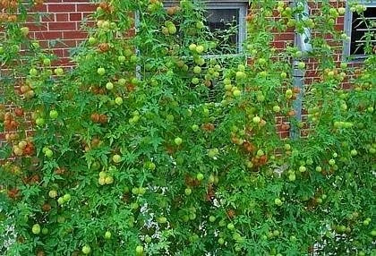 Balloon Vine Seeds - Love in a Puff - 25 Seeds - Cardiospermum halicacabum - Image 2
