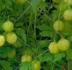 Balloon Vine Seeds - Love in a Puff - 25 Seeds - Cardiospermum halicacabum - Image 3