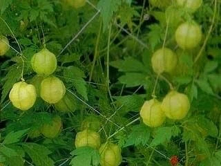 Balloon Vine Seeds - Love in a Puff - 25 Seeds - Cardiospermum halicacabum - Image 3